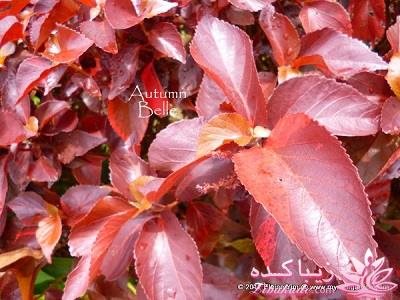 گیاهان آپارتمانی 